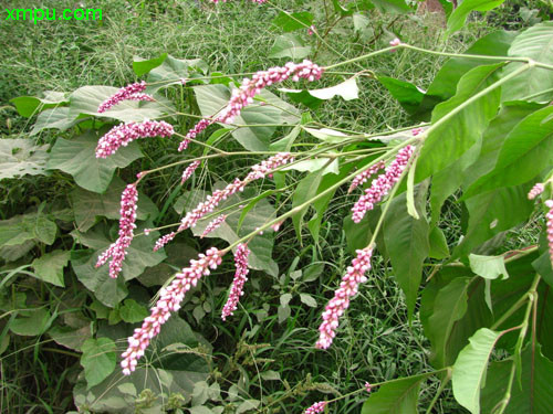 红蓼图片及红蓼种类