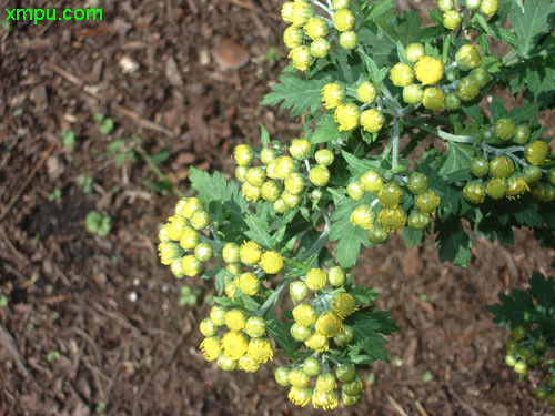 黄金菊