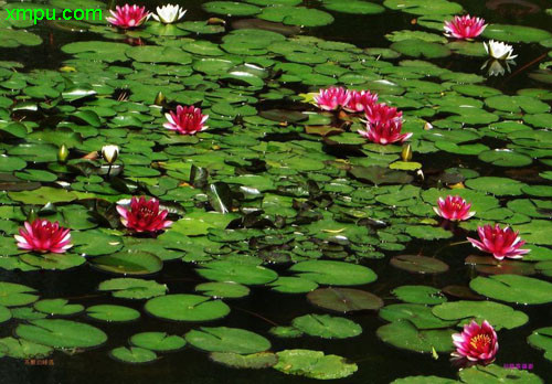 睡莲图片_睡莲种植_睡莲种类-动植物