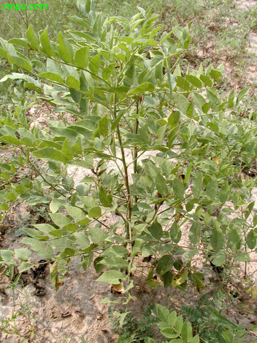 花卉名称: 甘草甘草别名:国老,国老草,蜜草,蜜甘,美草,棒草,甜甘草,甜