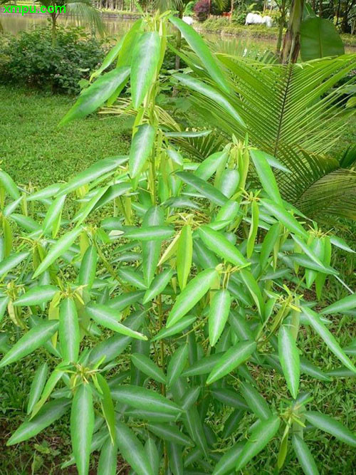跳舞草