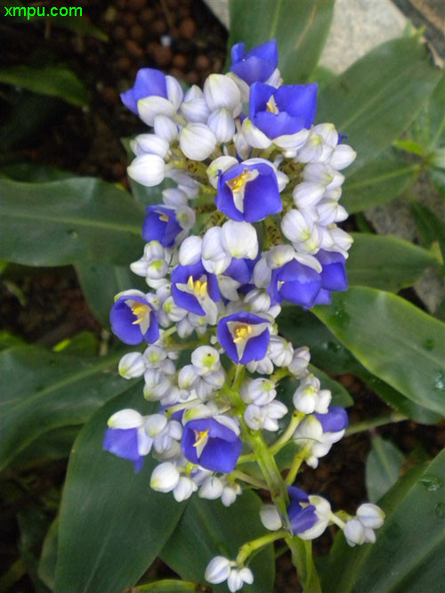 蓝姜图片及蓝姜种类