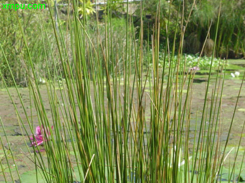 學名:juncus effusus外文名稱:common rush別稱:燈芯草,藺草,龍鬚草