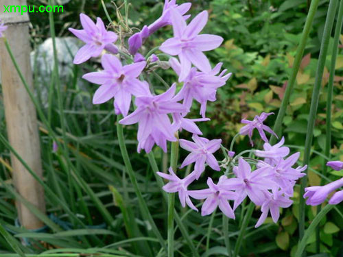 紫娇花