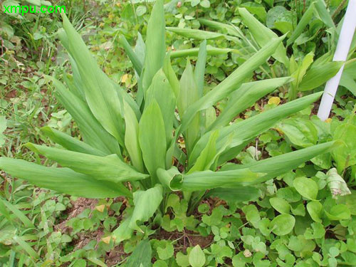 植物名稱: 土田七學 名: stahlianthus involucratus別 名: 姜三七,姜