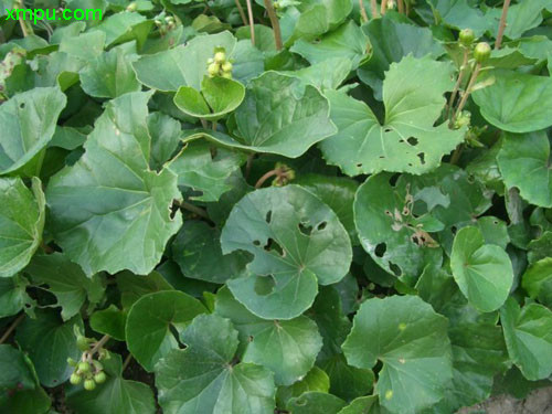 大吴风草图片及大吴风草种类