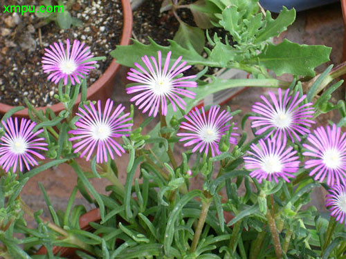 露子花
