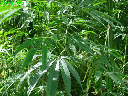 大麻图片 大麻种植 大麻种类 动植物网