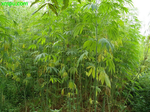 大麻