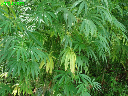 大麻