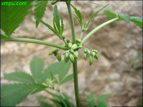 大麻