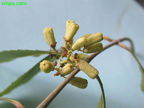 阿拉伯茶
