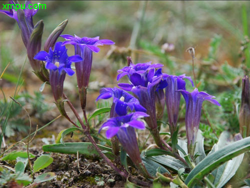 秦艽图片_秦艽种植_秦艽种类-动植物