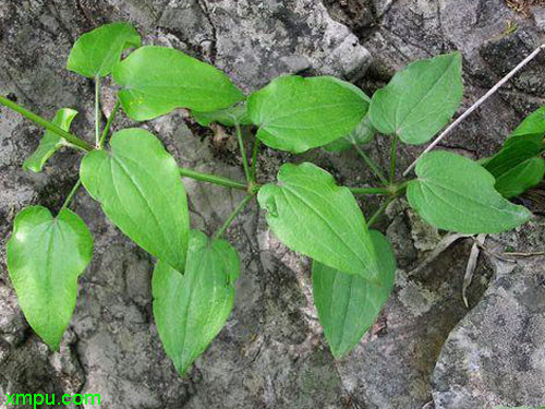 茜草