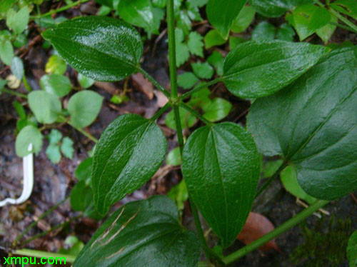 茜草