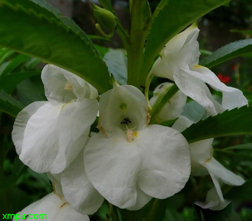 凤仙花