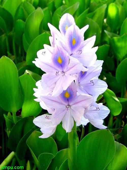 凤仙花