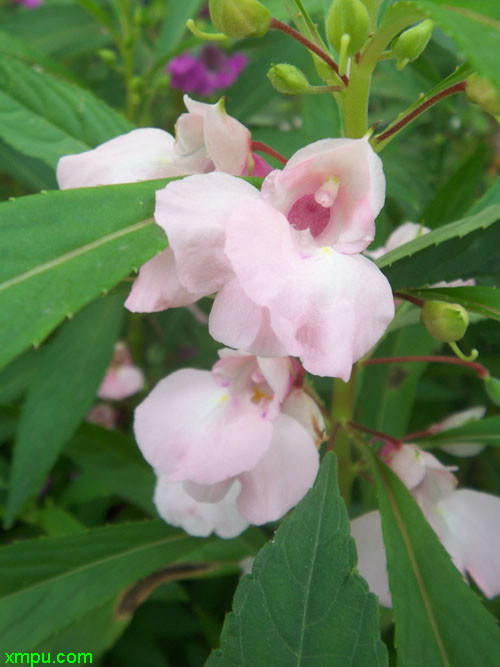 凤仙花图片及凤仙花种类