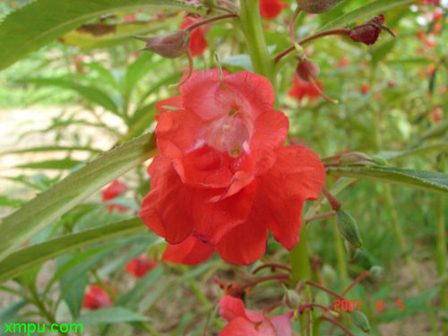 凤仙花