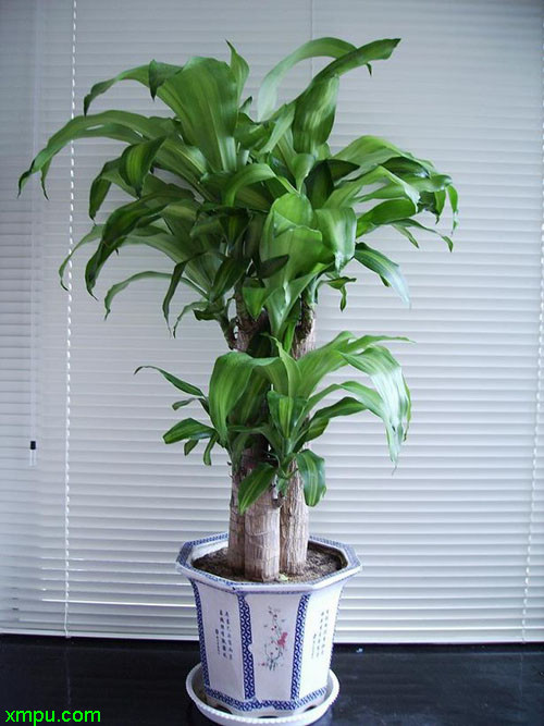 巴西木图片及巴西木种类