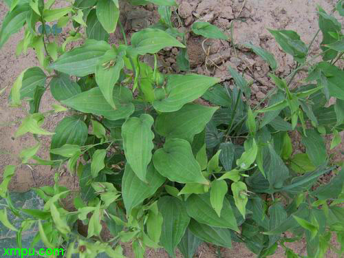 百部图片及百部种类