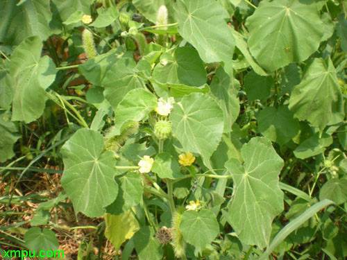 别名:白麻,青麻,野苎麻,八角乌,孔麻科属:锦葵科,苘麻属植物形态苘麻