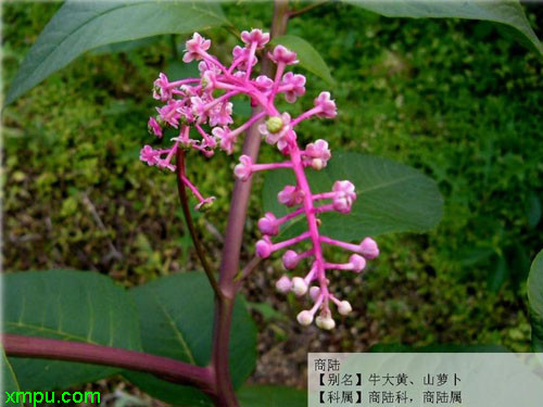 商陆