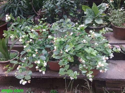 茉莉