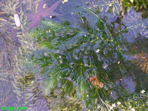 金鱼藻图片 金鱼藻种植 金鱼藻种类 动植物网