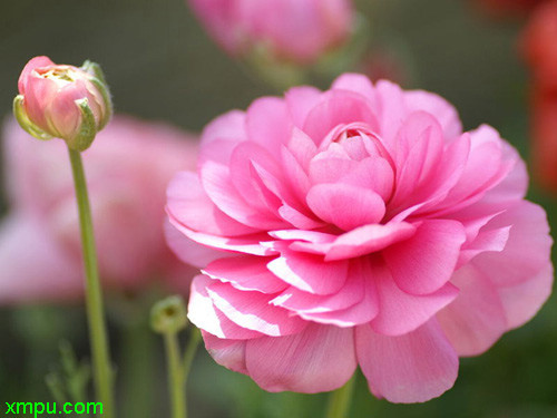 花毛茛