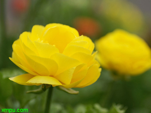花毛茛