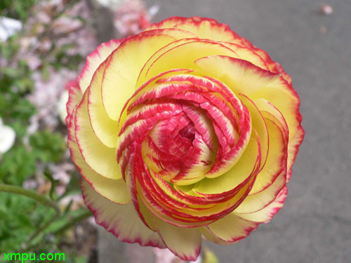 花毛茛