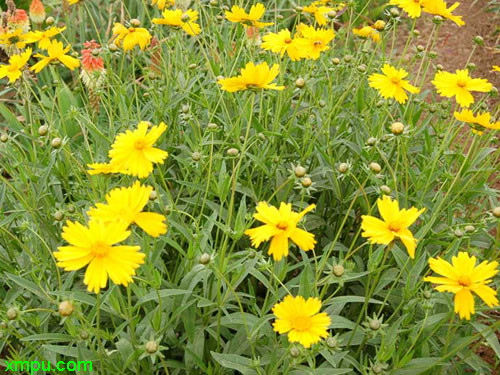 大花金鸡菊