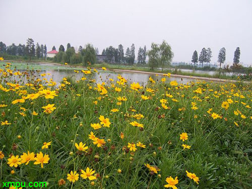 大金鸡菊