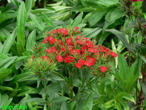 花卉名称:须苞石竹别 名: 美国石竹,五彩石竹,什样锦英 文 名: sweet