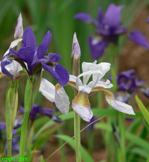 花菖蒲