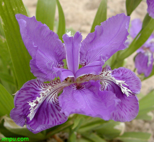 花菖蒲