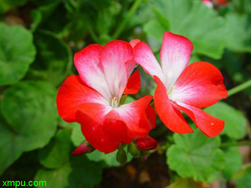 天竺葵