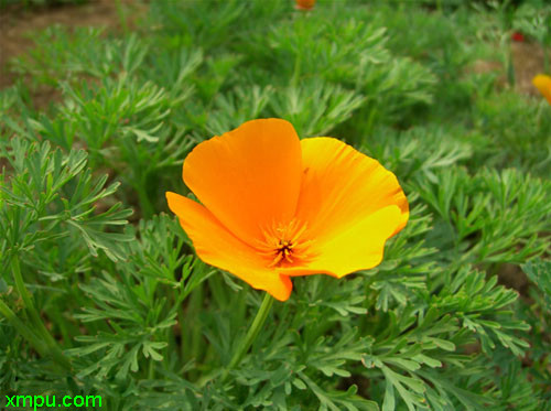 花菱草