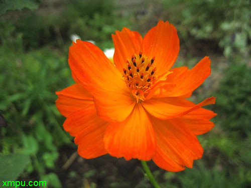 硫华菊