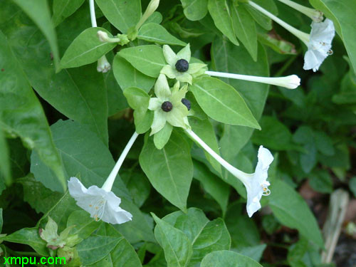 紫茉莉