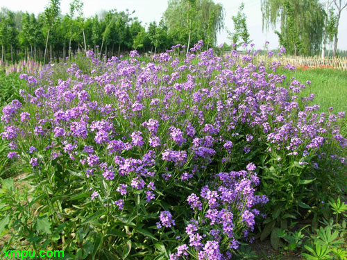 蓝香芥