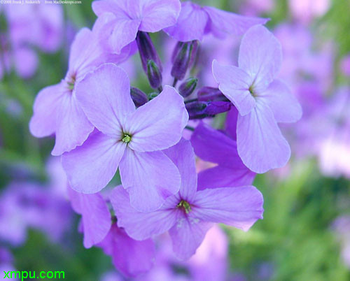 蓝香芥