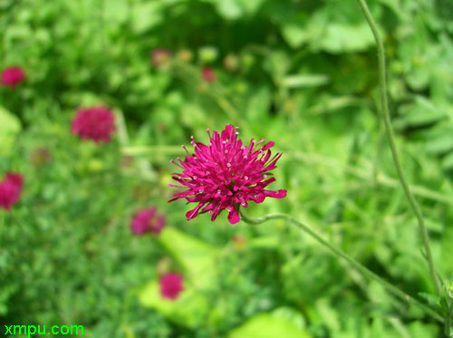 轮峰菊