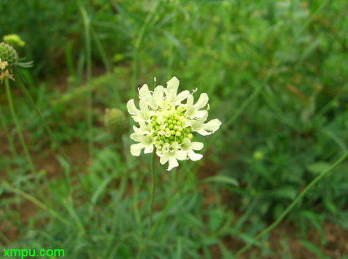 轮峰菊