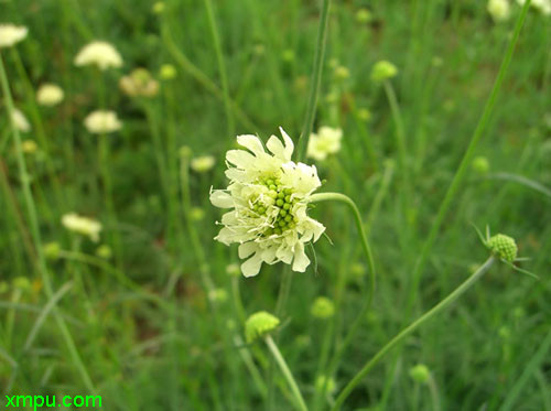 轮峰菊