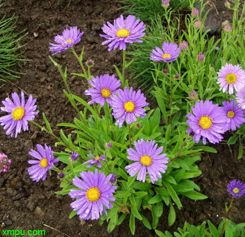 高山紫菀图片及高山紫菀种类