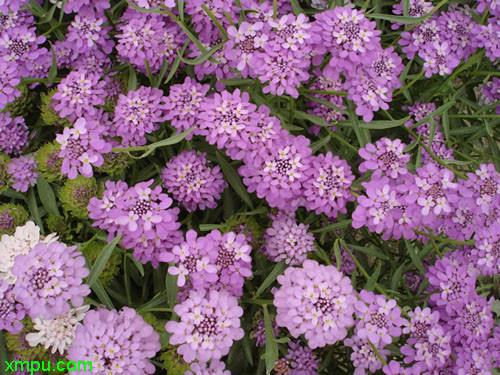 蜂室花