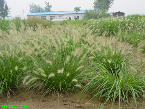 植物名称:狼尾草别名:狗尾巴草(浙江,芮草(江苏,老鼠狼,狗仔尾(广东