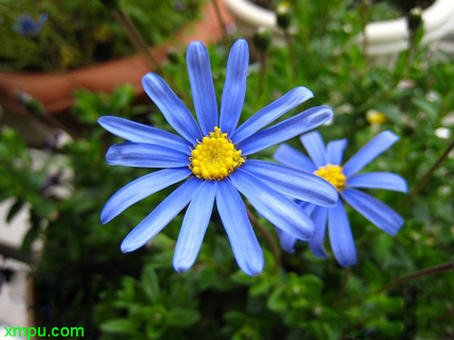 蓝费利菊